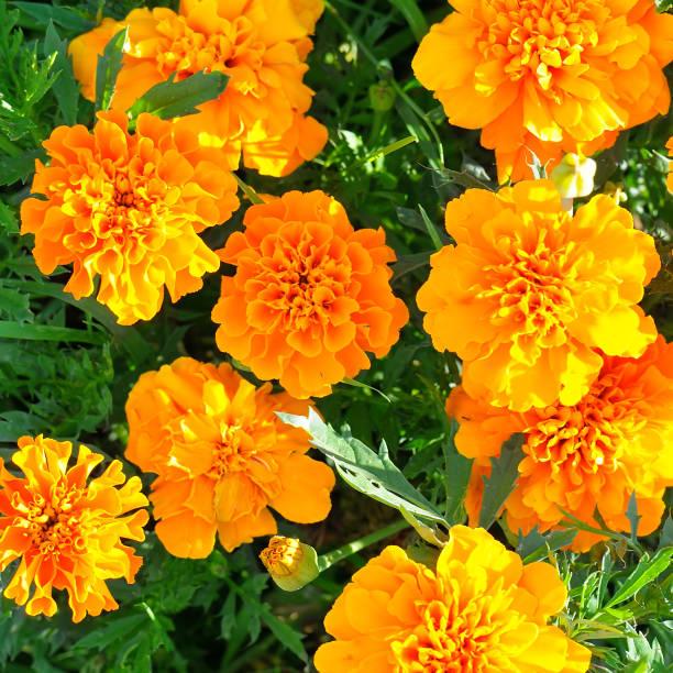 istock Yellow chrysanthemums in the summer garden. Beautiful background. 1232688559