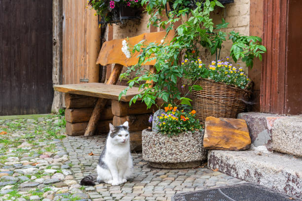istock Peaceful courtyard in Quedlinburg medieval town in Germany 1232719095