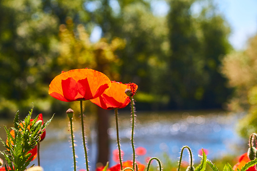 Panoramic image of Lake Diemel with blooming poppies in the foreground, Sauerland, Germany