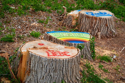 Love, hope, believe - inscription on tree stumps during Coronavirus time