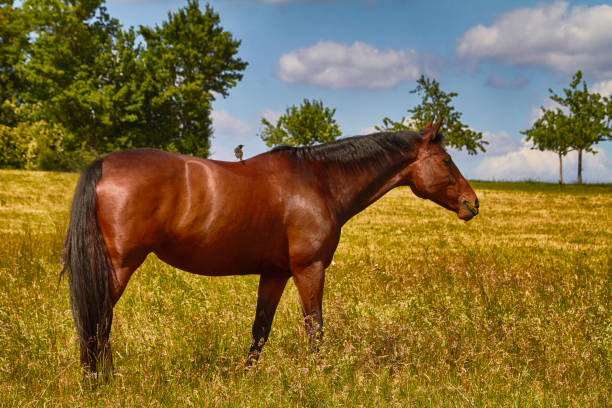 istock Horse standing in the meadow, side view, brown 1232759327