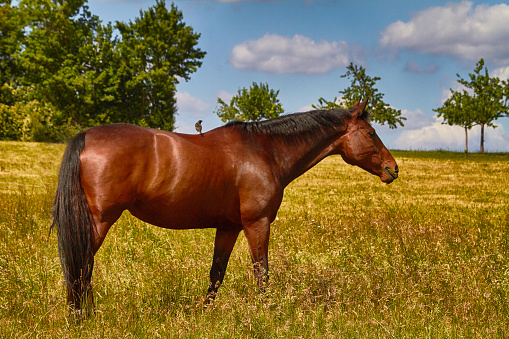 Horse standing in the meadow, side view, brown