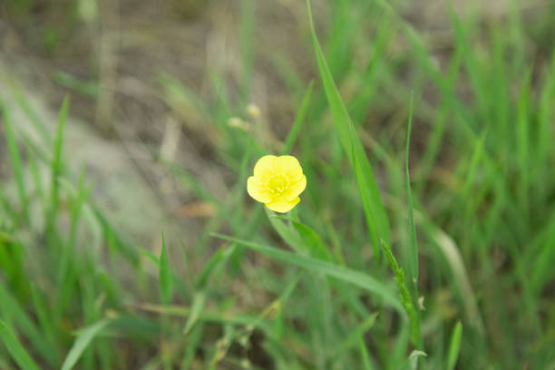 istock yellow flower in landscape 1232764963