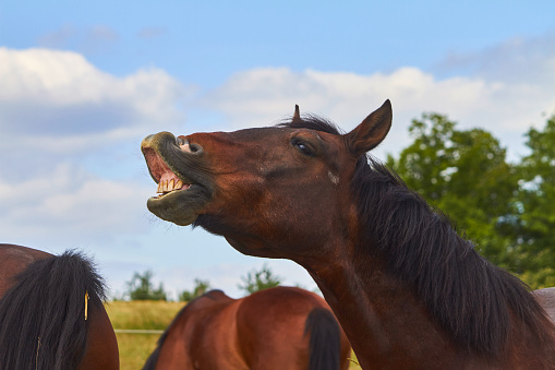 A horse neighs