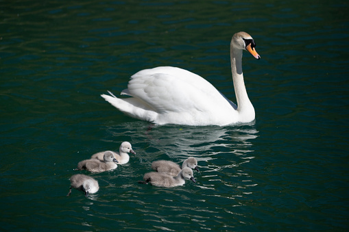 majestic swan mother is swimming on dark green lake water in spring