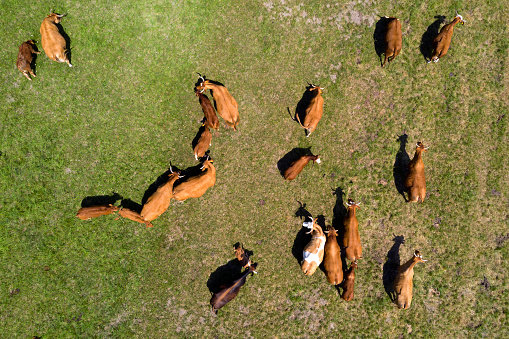 Beef cattle in a green pasture viewed directly from above.
