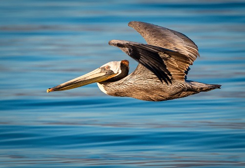 A Brown Pelican flying over the Salton Sea