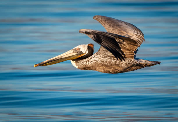 flying brown pelican over salton sea - pelican landing imagens e fotografias de stock