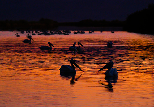 A group of pelicans on a lake during sunset