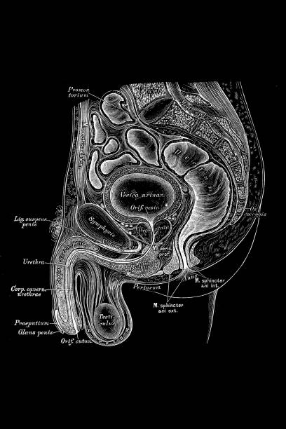 Male pelvis section/reproductive organ Illustration of a Male pelvis section/reproductive organ male reproductive system cross section stock illustrations