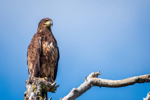 Brown Eagle Stock Photos, Pictures & Royalty-Free Images - iStock Brown Eagle Stock Photos, Pictures & Royalty-Free Images - iStock