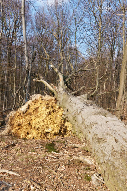 a large uprooted tree in the forest - uprooted vertical leaf root imagens e fotografias de stock