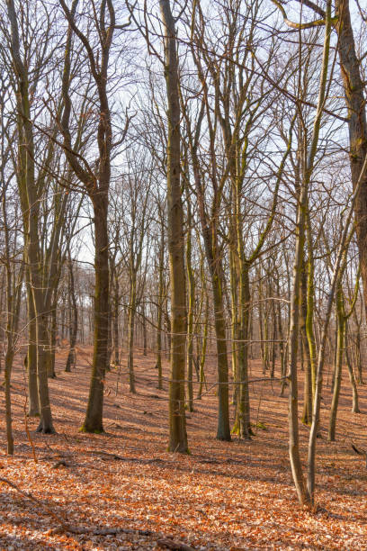 istock A bare forest with trees and branches, brown leaves on the ground 1232807094