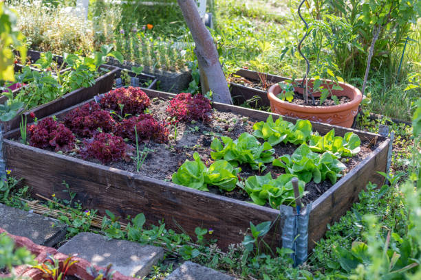 istock Rows of fresh lettuce farm 1232813422