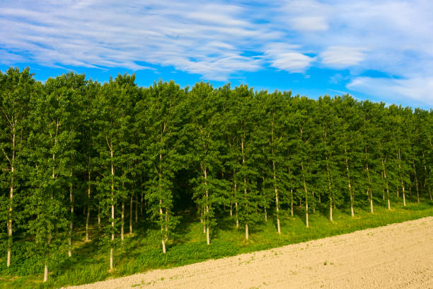 beautiful poplars view in the italian countryside