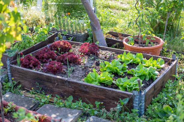 istock Rows of fresh lettuce farm 1232825487