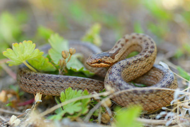 serpent lisse - coronella austriaca espèces de serpent brun non venimeux dans la famille colubridae. l’espèce se trouve dans le nord et le centre de l’europe, mais aussi aussi loin à l’est que le nord de l’iran. - herpétologie photos et images de collection