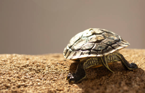 istock One cute turtle is sunbathing on a stone with its back to the audience. 1232861159