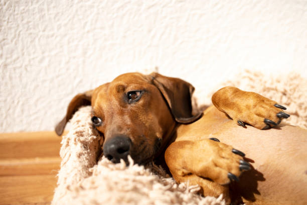 istock Portrait of a cute red dachshund. 1232868121