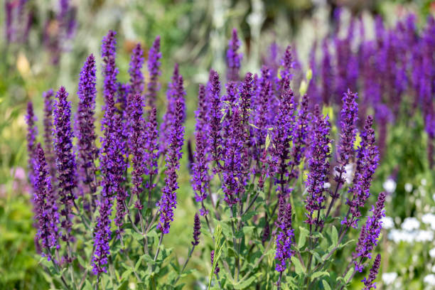istock Purple flowers Ajuga spring in the meadow 1232880901
