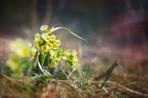 common cowslip primrose flowers growing at spring in mystic light