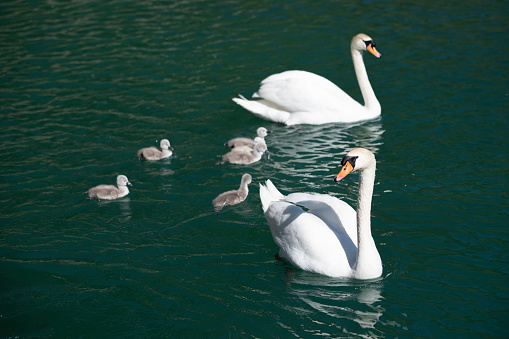 swan family swims on lake water in tirol austria with their babies