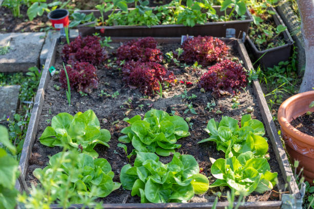 istock Rows of fresh lettuce farm 1232901772