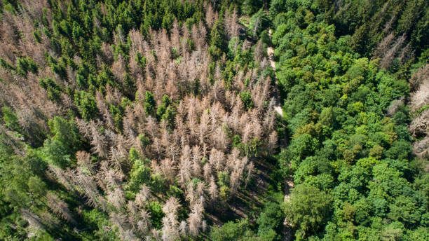 Tree tops and forest dieback - aerial view Tree tops and forest dieback - aerial view. Many trees are suffering from drought and pest infestation pine tree lumber industry forest deforestation stock pictures, royalty-free photos & images
