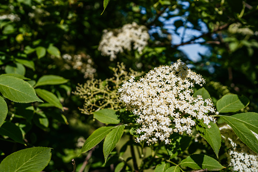 Sambucus nigra. Common names include elder, elderberry, black elder, European elder, European elderberry and European black elderberry.