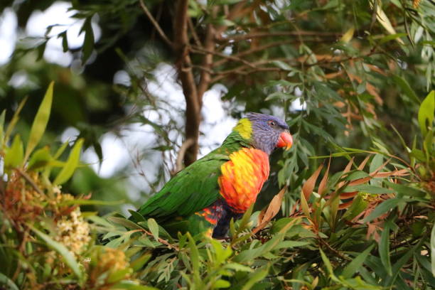 istock Rainbow lorikeet in Royal Botanic Gardens in Sydney, Australia 1232934420