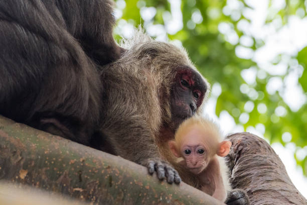 istock Macaque family with young on the Isla de los Monos 1232955232