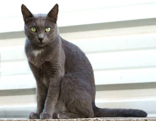istock Beauty Russian Blue cat breed 1232958481