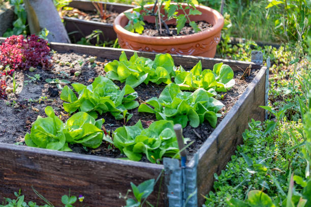 istock Rows of fresh lettuce farm 1232959732