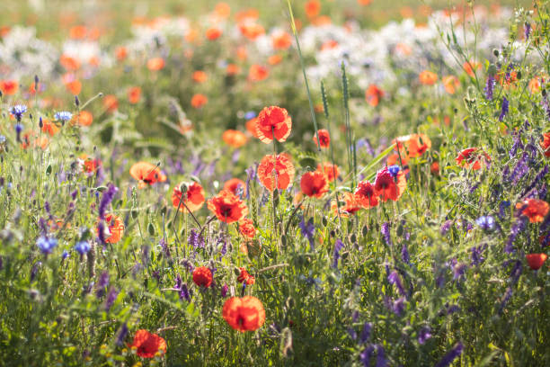 istock flower meadow with poppies and grass, bokeh 1232960299