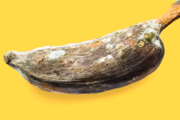 썩은 바나나, 곰팡이가있는 검은 색까지, 노란색 배경에, 선택한 초점 포인트, 매크로. - banana rotting ripe above 뉴스 사진 이미지