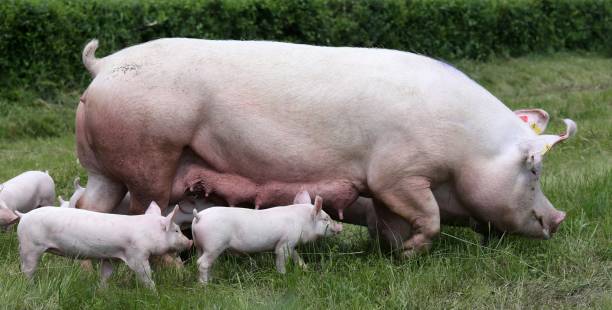 istock Domestic pig standing on fresh grass on meadow 1232965353