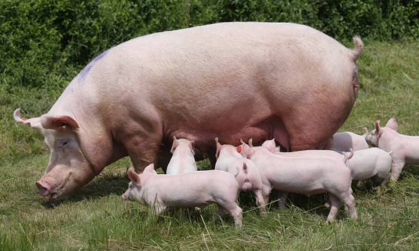 istock Domestic pig standing on fresh grass on meadow 1232965734