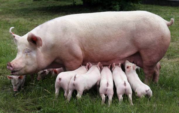 istock Domestic pig standing on fresh grass on meadow 1232965818