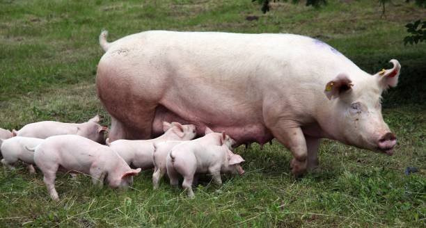 istock Domestic pig standing on fresh grass on meadow 1232965861