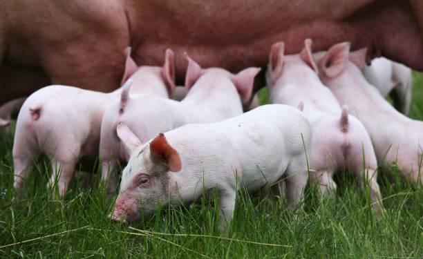 istock Domestic pig standing on fresh grass on meadow 1232965863