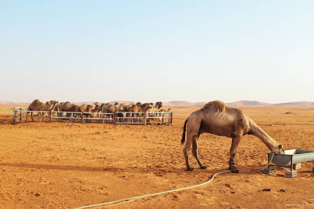 Dromedary camels inside a pen in the Arabian Desert in Riyadh, Saudi Arabia.