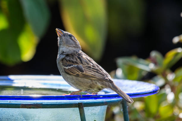 istock Sparrow posing on the edge of a bowl with water 1232994370