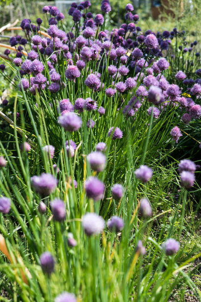 istock Purple chive flowers in outdoor setting in bright spring sunshine 1233033209