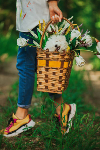 istock Maltese puppy in the rattan basket with flowe 1233037342