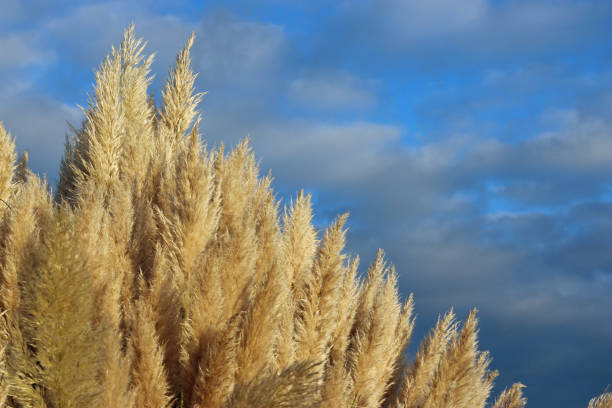 istock Pampas grass flower heads 1233051746