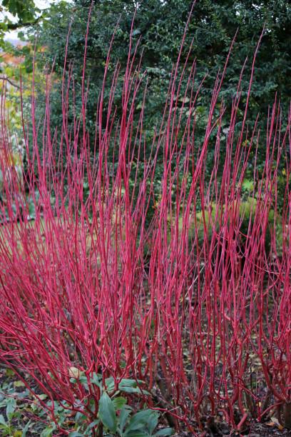 Red Siberian dogwood winter stems Bright red siberian dogwood, Cornus alba variety Sibirica winter stems with trees, shrubs and lawns blurred in the background cornus alba sibirica stock pictures, royalty-free photos & images