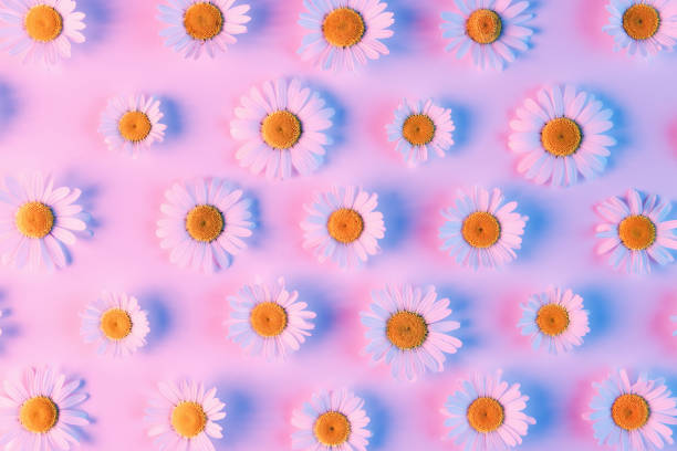 Closeup view of repetitive pattern af many chamomile flowers lit with multicolor neon ligh. Trendy full bloom concept.