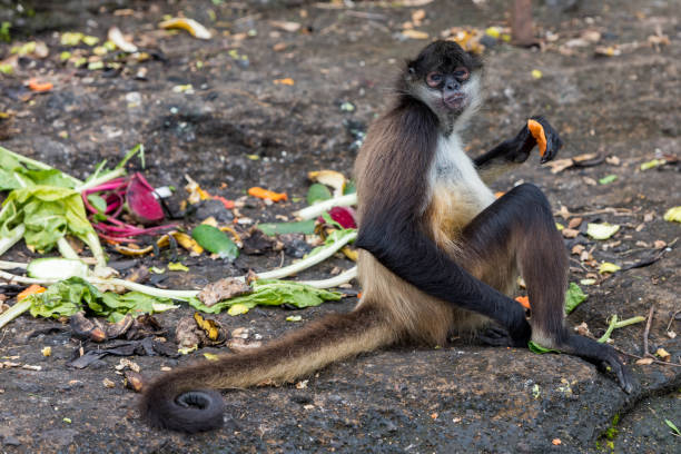 Spider monkeys (Ateles geoffroyi yucatanensis) on an island called Isla de los Monos in Lake Catemaco in the Veracruz region of Mexico