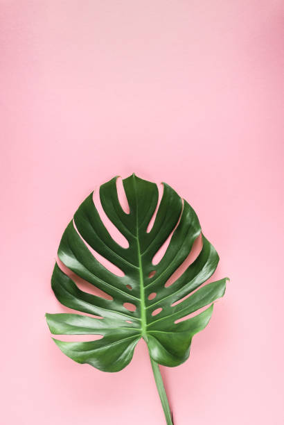 istock Natural monstera leaf on abstract pastel pink background with copy space 1233060984