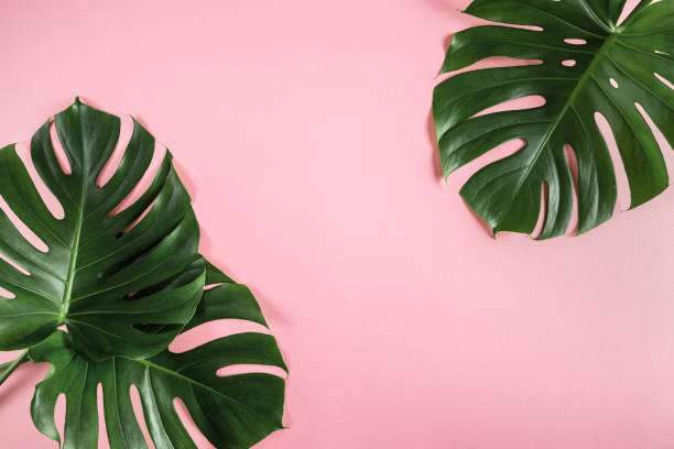 istock Monstera leaves frame on pastel pink background 1233060986